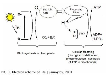 Biophysical Energy Transfer Mechanisms