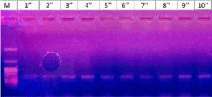 Impact of Translighters on the Stability of Experiments