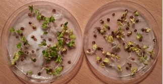Germination of the seeds 