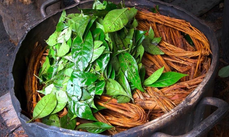 Energetic Influence of Ayahuasca